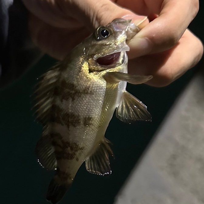 おはようございます☀
スイスイ水曜日🚰

今日は朝からスッキリ晴れ⸜(*ˊᗜˋ*)⸝
梅雨の晴れ間に釣りはどうでしょう😏

#釣り　#ライトゲーム　#夜釣り

#cqbfieldalpha
#Tomo疑似餌店
#街の便利屋いのちゃん
#キッチン女王
#メンズ脱毛サロンoneshot
#レディース脱毛サロンoneshot
