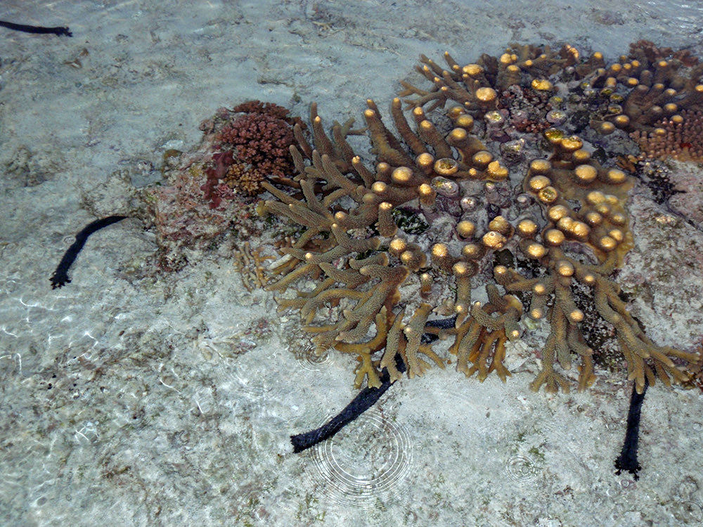 Sunset on Wistari Reef, which is part of the Capricornia Cays of the Great Barrier Reef. There’s often a large “changing of the guard” at dawn/dusk on reefs, and this photo shows a number of sea cucumbers that were hidden by day start to stretch out.