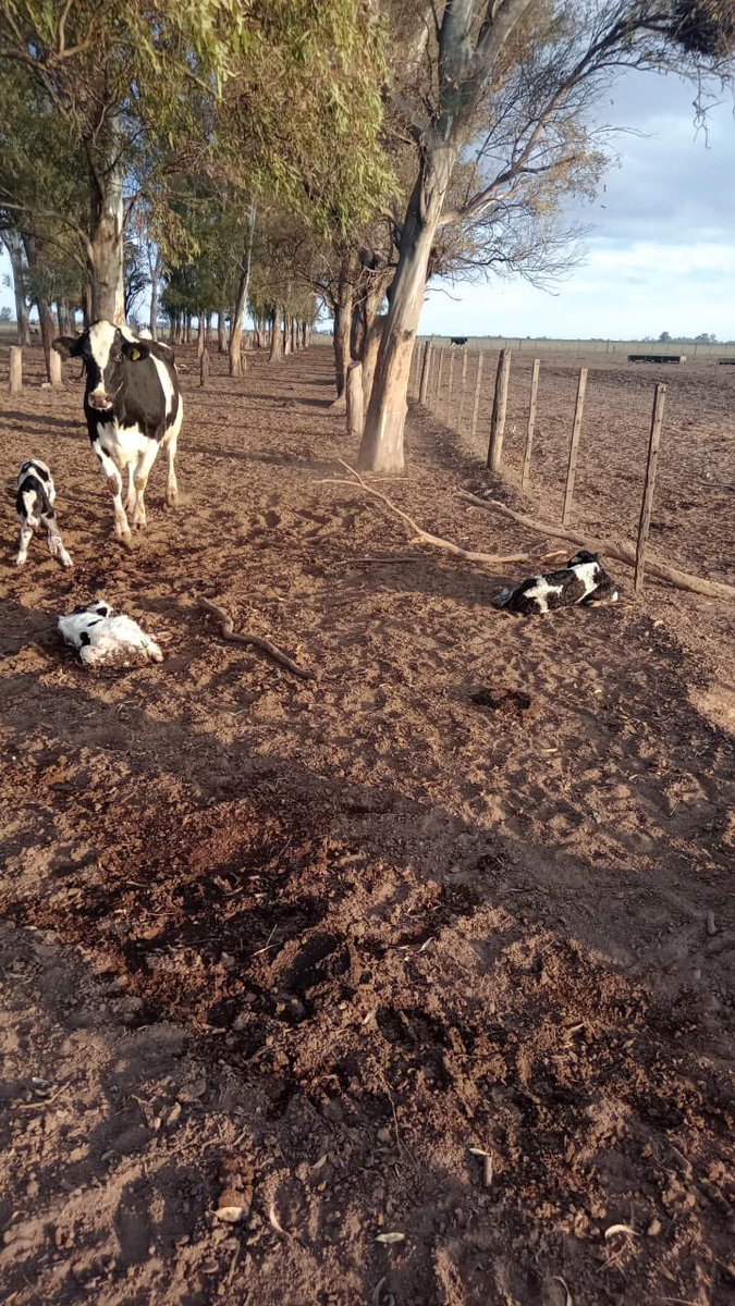 Bienvenidos al mundo a los trillizos 🐮🐮🐮!! Hace 9 meses estaba concentrado cuando la insemine 😂