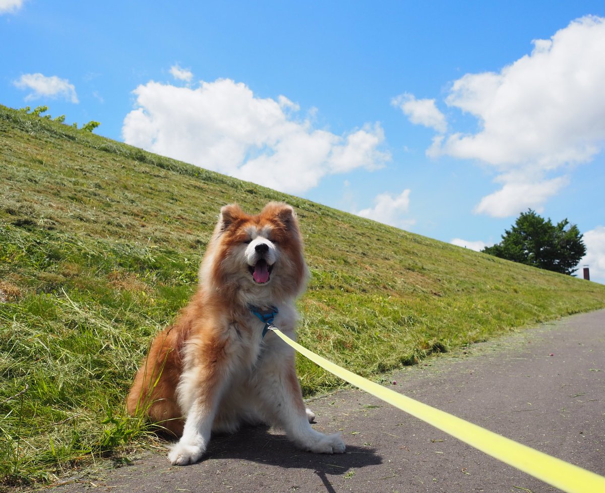 inusan__'s tweet image. 2024年6月18日夜に旅立ちました。