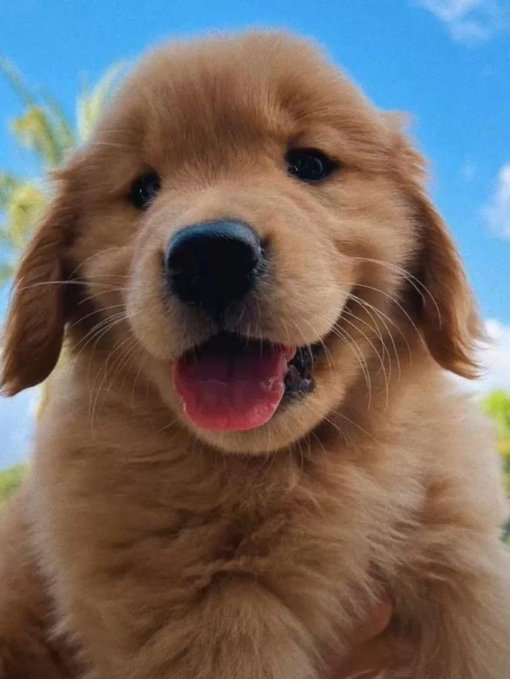 Starlevinn's tweet photo. Just bought another dog, lets see how long its can growth https://t.co/M4hTN1Ixyn