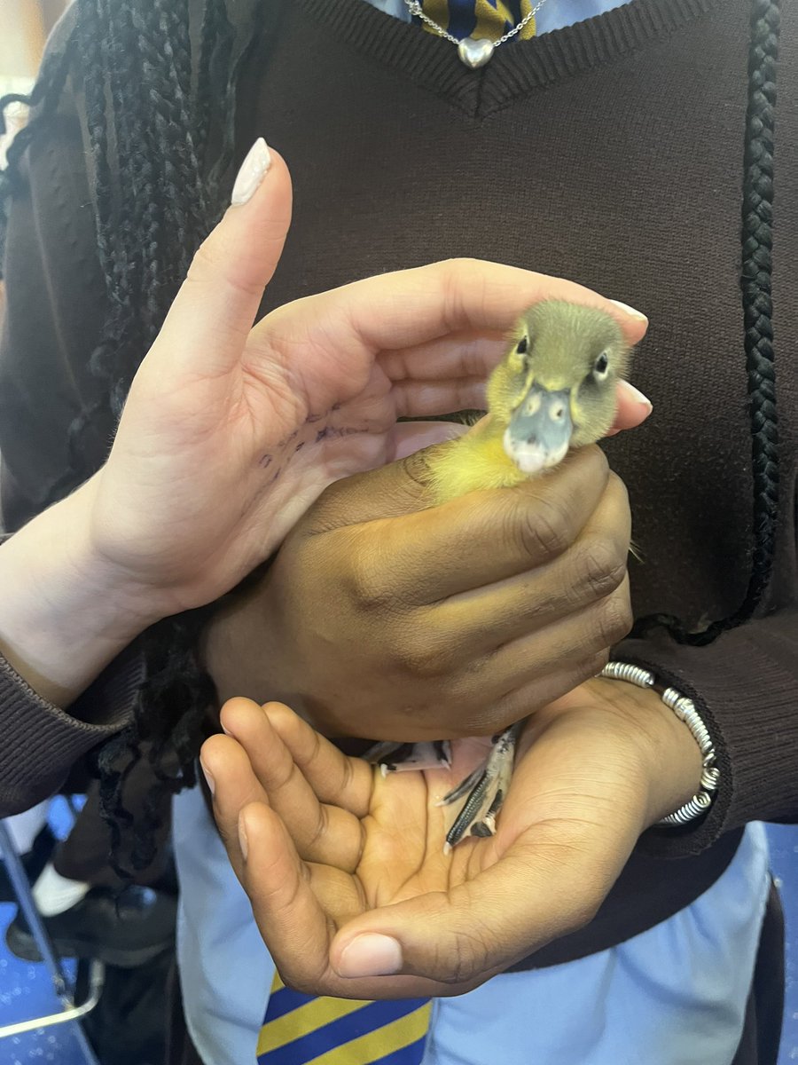 Cuddles all around for our duckies 🦆 if you haven’t visited yet, tomorrow will be your last opportunity 🐥🤍 <a href="/ndhsglasgow/">Notre Dame High</a>