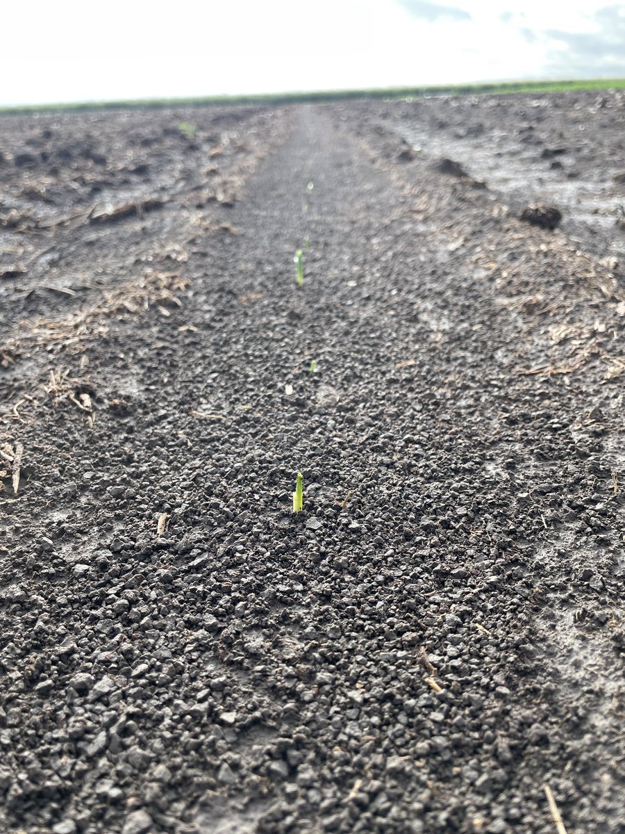 Bayer4CropsGLC's tweet image. Checked in on the corn planting date trial saturday morning. #Preceon PR116-20SSCRIB planted 3/18/24 was V8 to V9 and the 6/10/24 plant date had spiked through overnight. #grow24 #plant24 #Bayer4NE