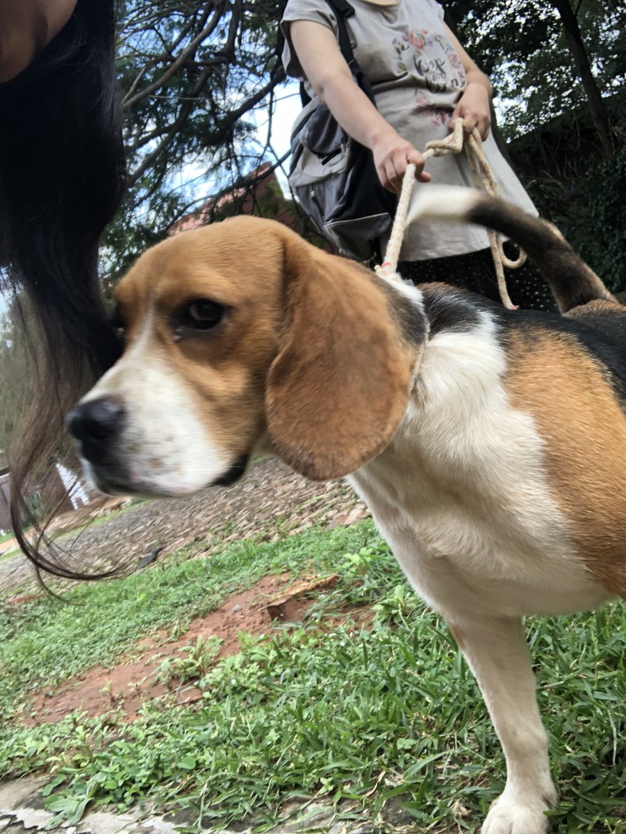 Encontramos un perro BEAGLE MACHO perdido en LAMBARE zona canal 13! RT hasta encontrar a sus dueños!
