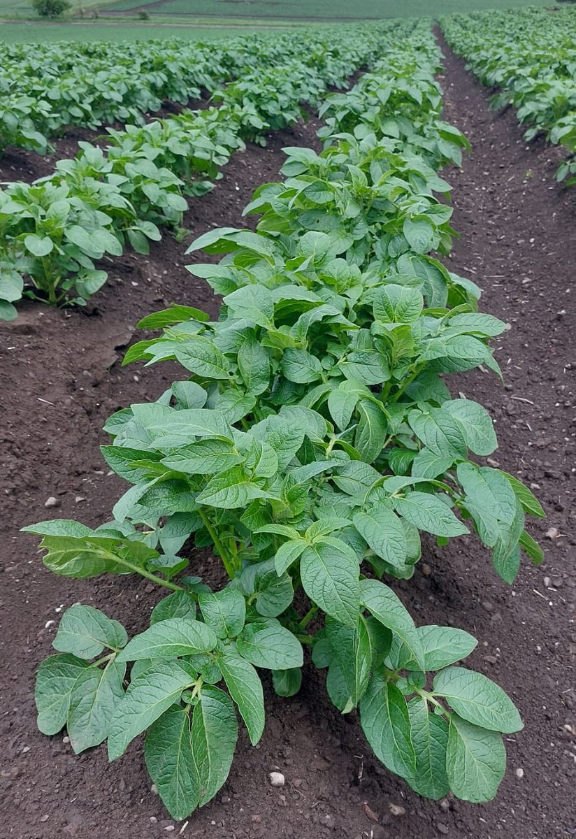 potatoknowledge's tweet photo. Maris Piper ware potatoes growing well given the rain and cold conditions so far in June
#thepotatoforum
#potatoknowledge #agriculture #farming #farm365 #farm #papa #patata #batata #pommedeterre #potato #potatoes #aardappel #kartoffel #potatofarm #potatofarmer #backbritishfarming https://t.co/w2CcrxXBSB