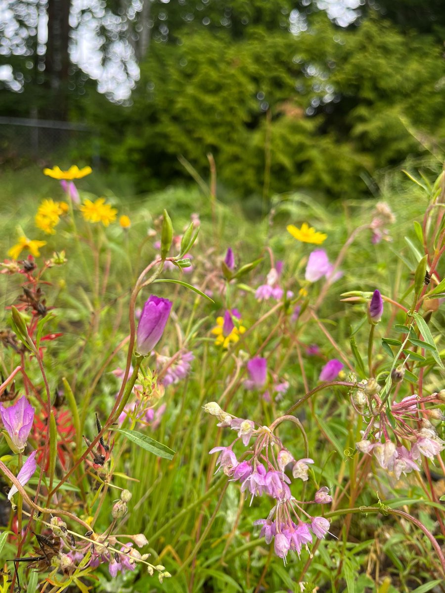 When an Indigenous food system meets agrarian food system. Our Garry Oak hedgerow <a href="/ubcfarm/">Centre for Sustainable Food Systems at UBC Farm</a> is looking glorious! Lots of happy pollinators! #nativesinstem #ecology #agroecology