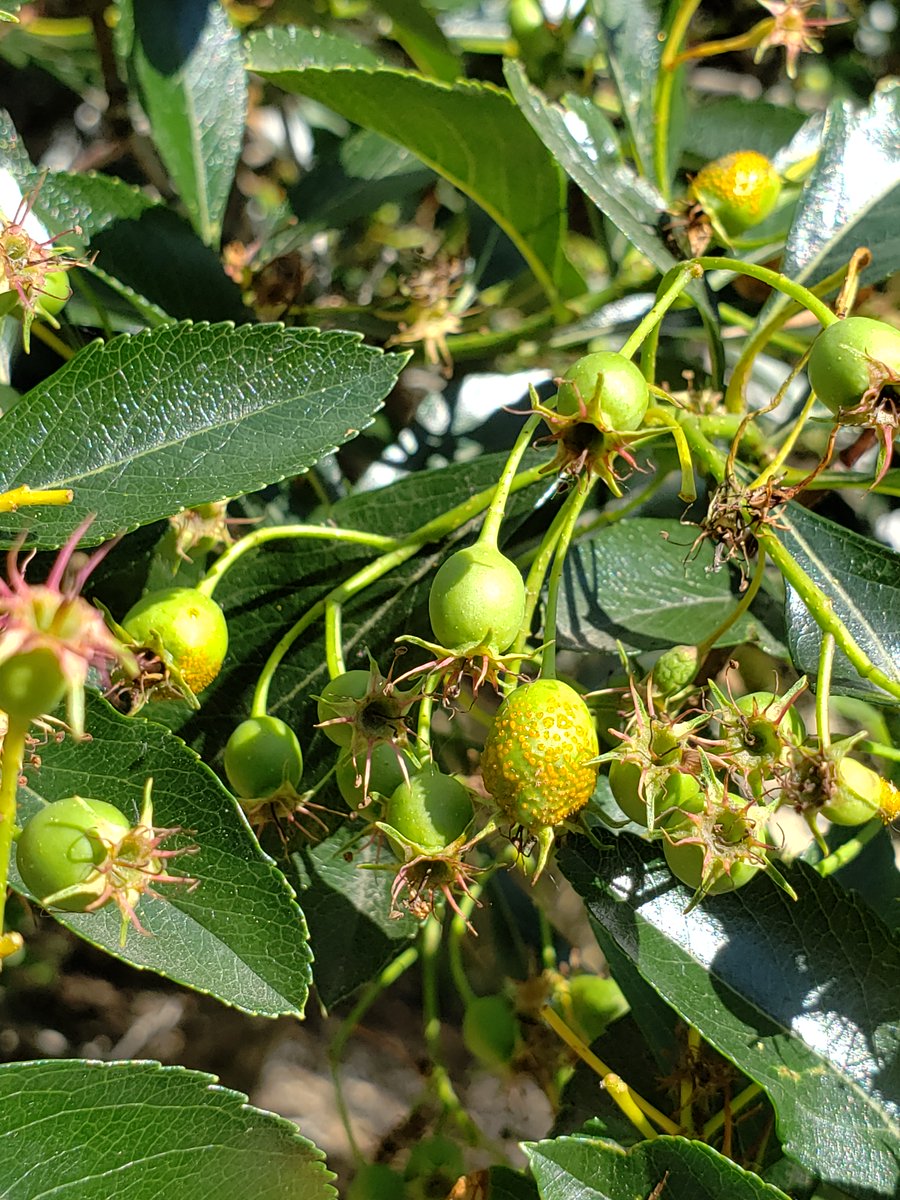 Robert Blanchette tweet media