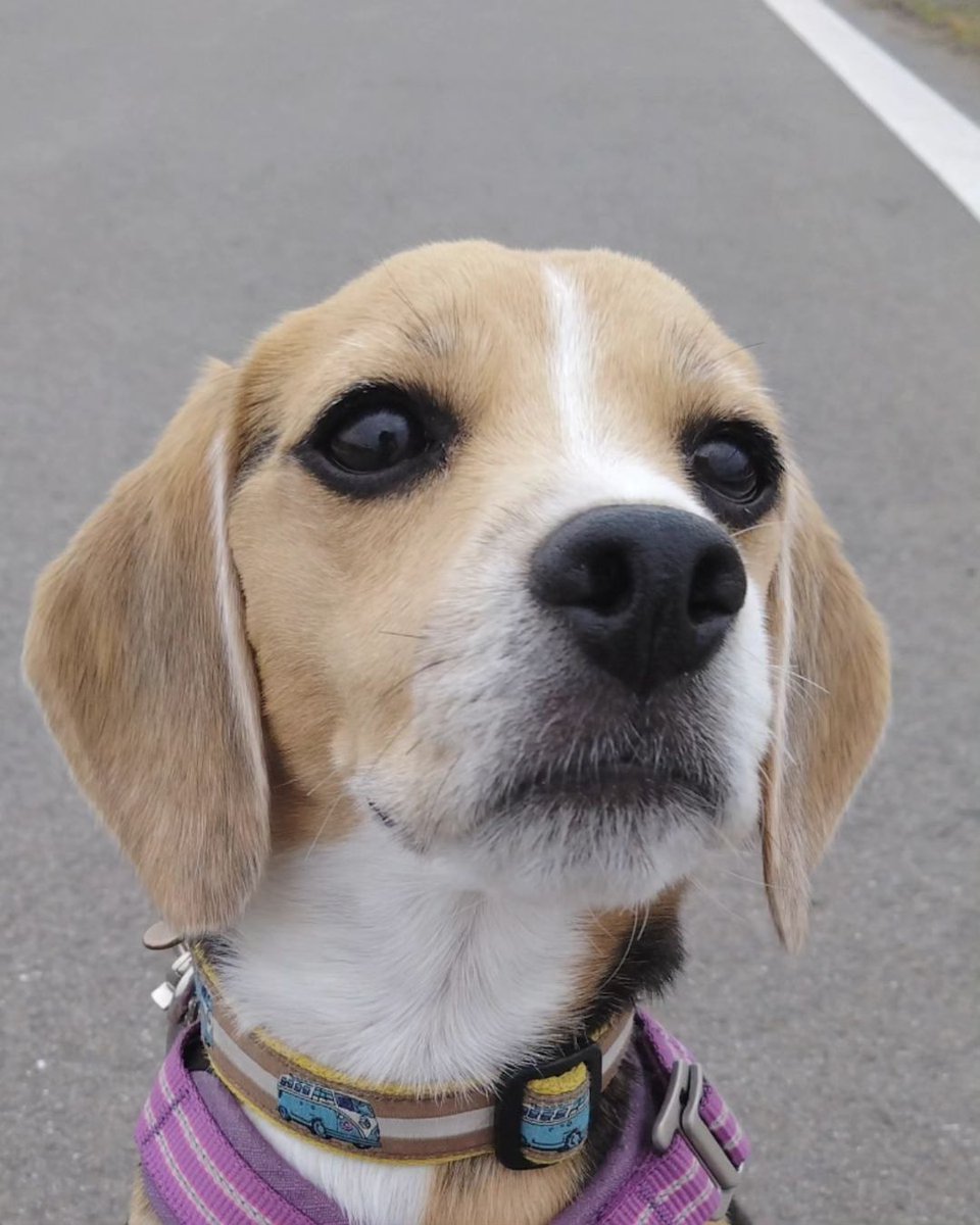 SelinaSelibison's tweet photo. #beagle #beagles #beaglelove #beaglestagram #instadog #dogstagram #dog #beaglesofinstagram #dogsofinstagram #doglover #beaglelife #beaglemania #beagledog #dogphotography #beagleworld https://t.co/or7uljXL4g