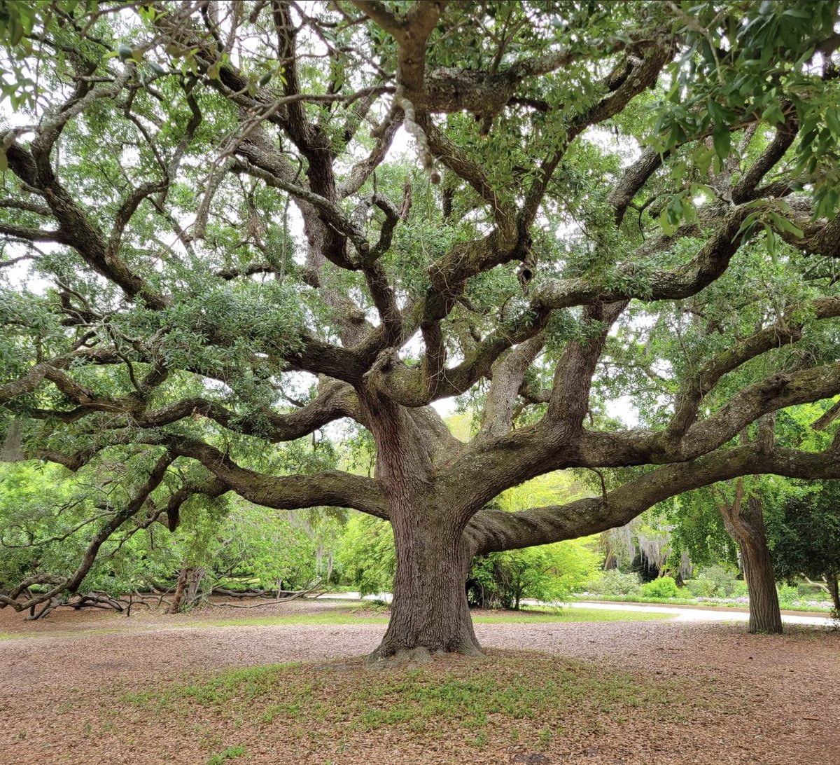 Historical archaeology friends what are ya'll presenting at the next SHAs in January? Its a landscape theme this year, and I'm trying to join someone's session 😁 I'm wondering what other sessions folks are organizing that I could maybe join and talk about trees 🌳🌳🌳