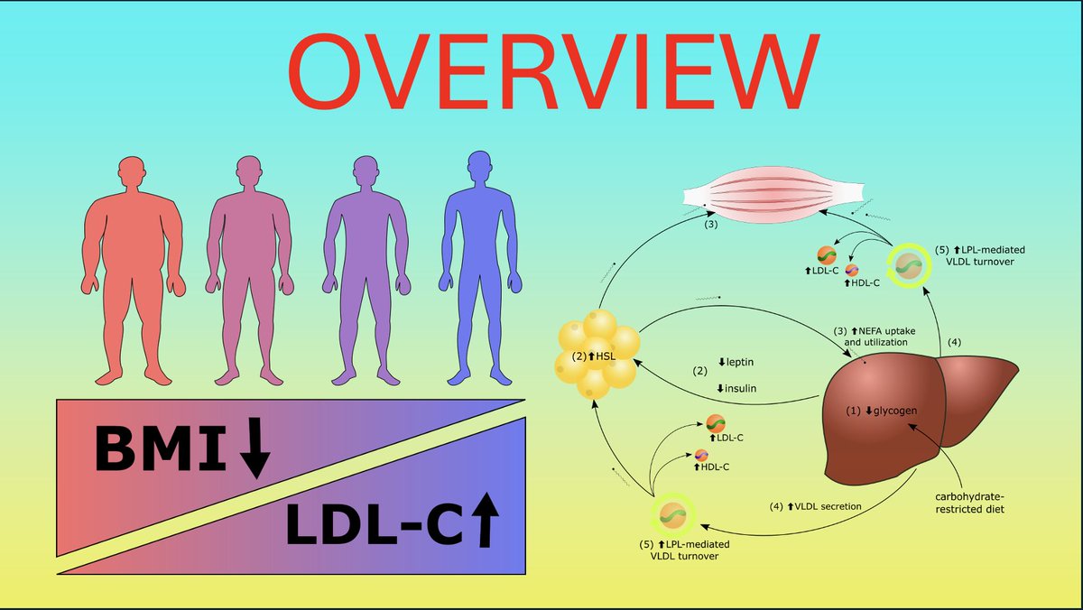 nicknorwitz's tweet photo. 🚨Lean Mass Hyper-Responder #LMHR Overview 🚨

The discussion around LMHR is increasing. That’s good. I wanted to take a moment compile potentially useful links and references. What follows:

👉Review of terms (#LMHR and #LEM)
👉Videos covering the Lipid Energy Model and phenomenon related to #LMHR.
👉10 references to peer-reviewed publications

#LMHR: A phenotype defined by LDL-C ≥ 200 mg/dl, HDL-C ≥ 80 mg/dl, TG ≤ 70 mg/dl.

NOTE: There is no threshold for BMI or body fat. “Lean” refers to the association between this lipid triad and being leaner (see video 4 and ref 4 in list below). More specifically, the LEANER one is on a very low-carb diet, the HIGHER LDL-C tends to be, as part of a high LDL-C, high HDL-C, low TG pattern that constitutes a metabolic fingerprint, of sorts. This appears to be a dose-response relationship.

#LEM Lipid Energy Model is the mode that explains the LMHR phenotype and related phenomenon. It is not “proven,” but has been effective in making accurate bold predictions.

🚨Some (tip of the iceberg) videos
Lipid Energy Model: https://t.co/gI3ZpGcrQv
OreoVsStatin: https://t.co/NYI7XrXwRV
3 month ‘update’ https://t.co/Wjz2wVmvx4
41 RCT Meta: https://t.co/Cdxed7DEVg
ApoB and ACM: https://t.co/95JGYIfWnj
LMHR confusion: https://t.co/JeYotymHl7
Not the saturated fat: https://t.co/o7bgj84NZ0
How to Lower LDL based on etiology: https://t.co/Co38hZeO1O
Convo with @Physionic_PhD: https://t.co/hJXYWyI4f2
Metabolic Link @DominicDAgosti2: https://t.co/1UVkQ3qtu3

🚨Publications. #4 is Meta of RCTs. #8 is #LEM.

(1)  Budoff M, Manubolu VS, Kinninger A, Norwitz NG, Feldman D, Wood TR, Cury R, Feldman T, Fialkow J, Nasir K. Carbohydrate restriction-induced elecations in LDL-choelsterol and athetosclerosis: The KETO trial. Metabolism2024. doi: 10.1016/j.metabol.2024.155854.

(2)  Javier DA, Manubolu VS, Kinninger A, Norwitz NG, Aldana JB, Ghanem A, Ahmad K, Vicuna WD, Hamidi H, Bagheri M, Villanueva B, Flores F, Hamal S, Feldman D, Budoff, MJ. The impact of carbohydrate restriction-induced elevations in LDL cholesterol on progression of coronary atherosclerosis: the ketogenic diet trial study design. Coronary Artery Disease 2024; doi: 10.1097/MCA. 0000000000001395

(3)  Norwitz NG, Cromwell WC @Lipoprotein. Oreo cookie treatment lowers LDL cholesterol more than high-intensity statin therapy in a lean mass hyper-responder on a ketogenic diet: A curious crossover experiment. Metabolites. 2024; doi: 10.3390/metabo14010073
*Altmetric 1980 (top 0.02% of all >25M papers ever tracked)

(4)  Sota-Mota A, Flores-Jurado Y, Norwitz NG, Feldman D, Pereira MA, Danaei G, Ludwig DS. Increased LDL cholesterol in adults with normal but not high body weight: a meta-analysis. Amer J of Clin Nutr. 2024; doi: 10.1016/j.ajcnut.2024.01.009
*In a meta-analysis of 41 RCTs, published in a top nutritional journal, we show that BMI is a major source of heterogeneity in LDL cholesterol response to carbohydrate restriction, far more so than saturated fat.

(5)  Cooper ID, Sanchez-Pizarro C, Norwitz NG, Feldman D, Kyriakidou Y, Edwards Kurtis, Petagine L, Eliiot BT, Sota-Mota A. Thyroid markers and body composition predict LDL-cholesterol change in lean healthy women on a Ketogenic Diet: Experimental support for Lipid Energy Model. Front Endocrinol 2023; 14:1-7. doi: 10.3389/fendo.2023.1326768

(6)  Norwitz NG, Mindrum M, Giral P, Kontush A, Soto-Mota A, Wood TR, D’Agostino DP, Manubolu VS, Budoff M, Krauss RM. Elevated LDL cholesterol among lean mass hyper-responders on low-carbohydrate diets deserve urgent clinical attention and further research. J Clin Lipidol 2022; 16:765-768. doi: 10.1016/j.jacl.2022. 10.010

(7)  Feldman D, Huggins S, Norwitz NG. Short-term hyper-caloric high-fat feeding on a ketogenic diet can lower LDL cholesterol: the cholesterol drop experiment. Curr Opin Endocrinol Diabetes Obes 2022; 29:434-439. doi: 10.1097/MED.0000000000000762

(8)  Norwitz NG, Soto-Mota A, Kaplan R, Ludwig DS, Budoff M, Kontush A, Feldman D. The Lipid Energy Model: reimagining lipoprotein function in the context of carbohydrate-restricted diets. Metabolites 2022; 12:460. doi: 10.3390/metabo12050460

(9)  Norwitz NG, Feldman D, Soto-Mota A, Kalayjian T, Ludwig DS. Elevated LDL-cholesterol with a carbohydrate-restricted diet: evidence for a “lean mass hyper-responder” phenotype. Curr Dev Nutr 2021; 6:nzab144. doi: 10.1093/cdn/nzab144

(10)  Norwitz NG, Soto-Mota A, Feldman D, Parpos S, Budoff M. Case report: hypercholesterolemia “lean mass hyper-responder” phenotype presents in the context of a low saturated fat carbohydrate restricted diet. Front Endocrinol 2022; 13:830325. doi: 10.3389/fendo.2022.830325

@realDaveFeldman @AdrianSotoMota