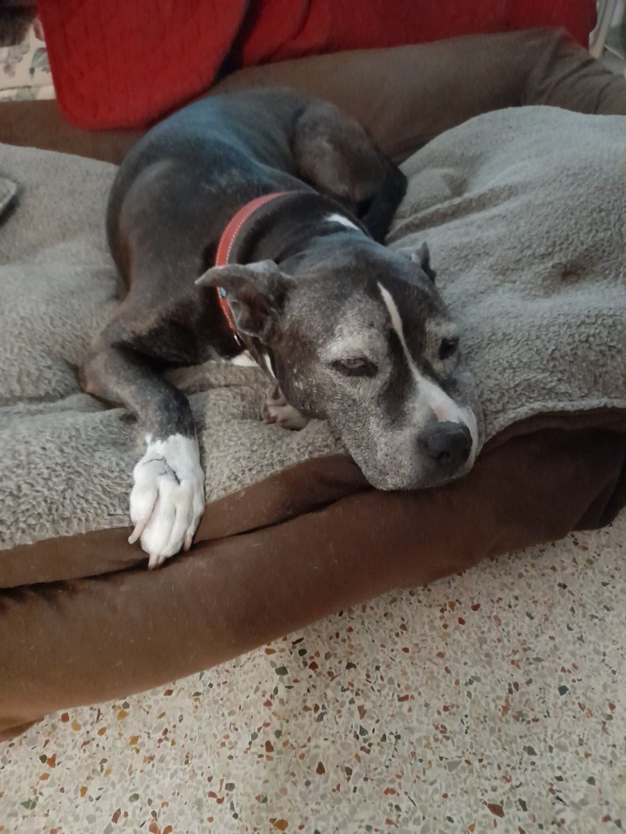 🇺🇦 🌻 Sweet Staffy Valla ❤️🐶❤️ tweet media