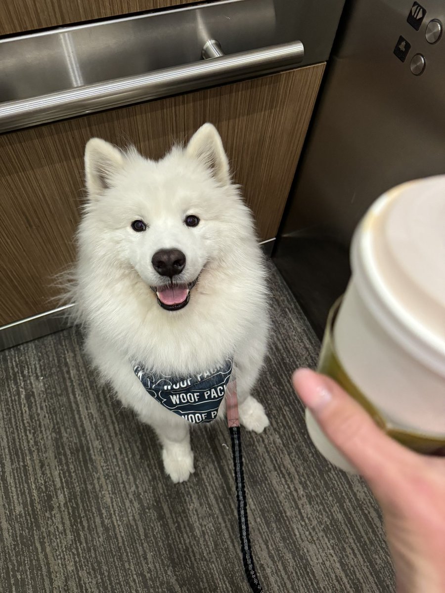 AlyshaPerisho's tweet image. Essex demands a refund, Oscar is not as awesome for dogs as the on campus buildings #aws #dogsofamazon