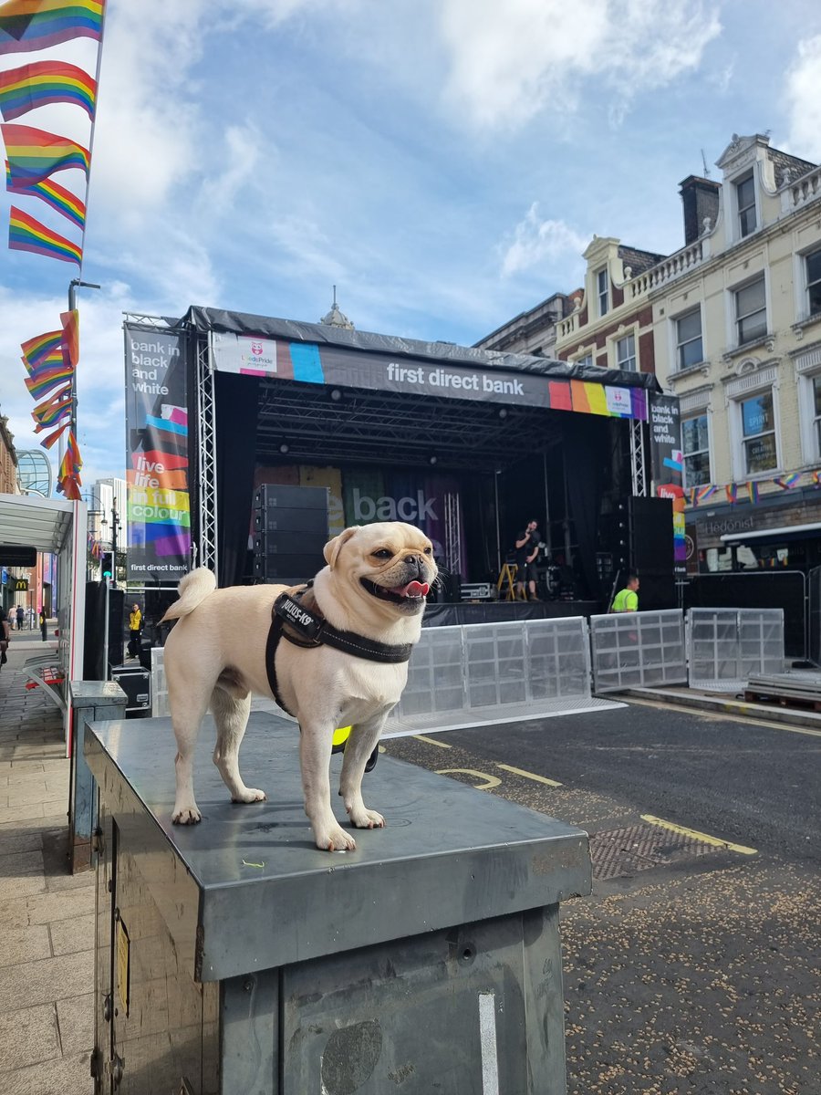 familySudairi's tweet photo. @ScribblePug Me taken centre stage , 🏳️‍🌈🌈🥰✌️#puglife #pridedog #pugs https://t.co/Aoz7kE2YdU