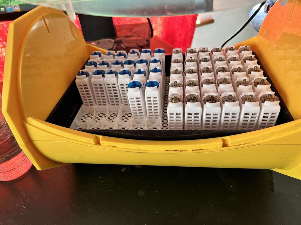 BroadsBee's tweet image. Finally managed to get started with the queen rearing. First harvest of queen cells in the incubator in their EZPZ cages and trays.