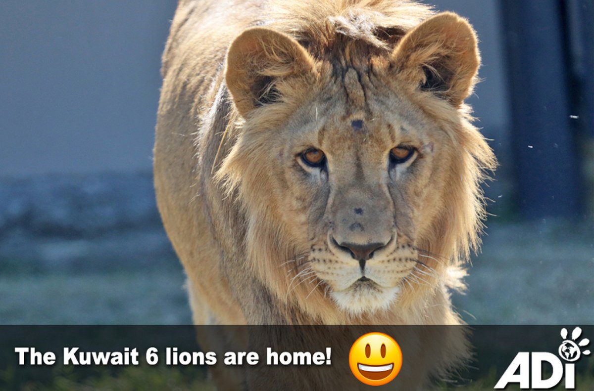 AnimalDefenders's tweet image. THE BEST NEWS! The past weeks have seen some good news for animals, from the Kuwait 6 homecoming to Colombia’s ban on bullfighting, and much more, check out some of the highlights here.
For more details and full round up, check out Jan’s blog:
jancreamer.com