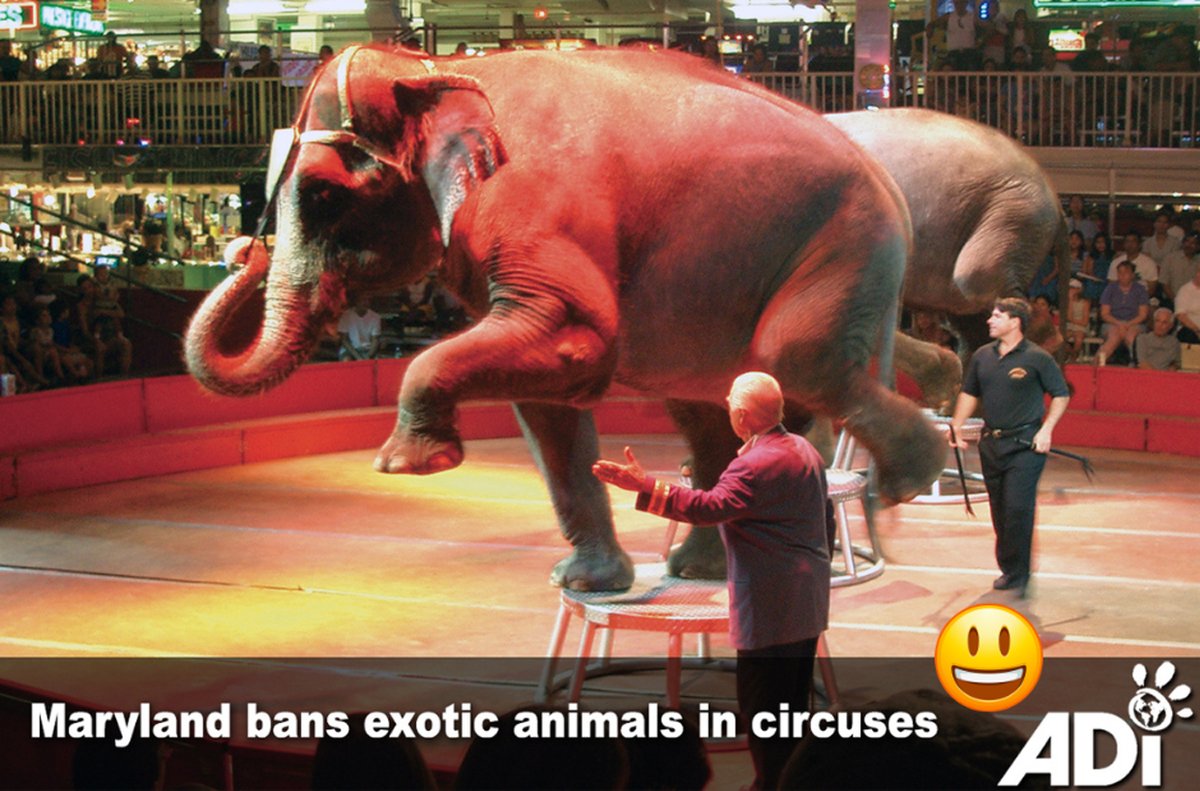 AnimalDefenders's tweet image. THE BEST NEWS! The past weeks have seen some good news for animals, from the Kuwait 6 homecoming to Colombia’s ban on bullfighting, and much more, check out some of the highlights here.
For more details and full round up, check out Jan’s blog:
jancreamer.com