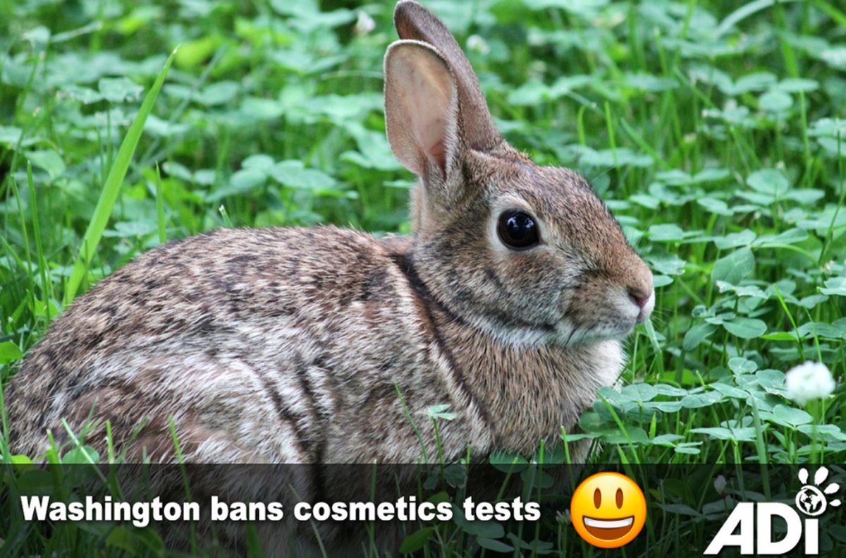 AnimalDefenders's tweet image. THE BEST NEWS! The past weeks have seen some good news for animals, from the Kuwait 6 homecoming to Colombia’s ban on bullfighting, and much more, check out some of the highlights here.
For more details and full round up, check out Jan’s blog:
jancreamer.com