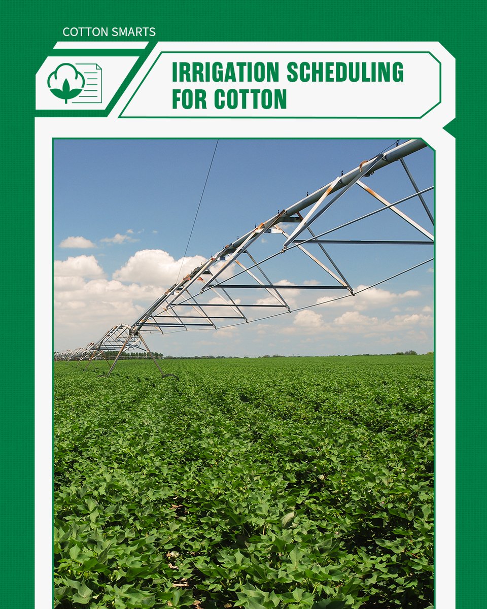 Throughout its growth stages, cotton’s sensitivity to water deficit varies. Learn about these requirements along with region-specific considerations to make while scheduling irrigation for your fields. 💧 deltapine.co/3yQrWAr

#StrongCotton #Deltapine #Agronomy