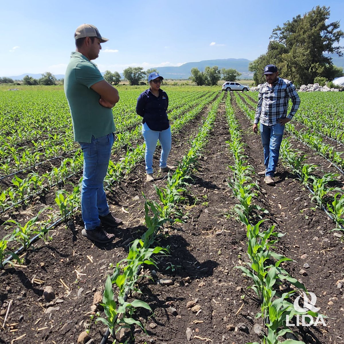LIDADEMEXICO's tweet photo. Estuvimos en Michoacán visitando junto a nuestros amigos #AgroserviciosLaCuenca y #AgroquímicosTinoco, a productores de maíz, cebolla, tomate y chile de Copándaro y Chucándiro, a quienes se les explicó el manejo de las #fitovacunas, #biopromotores y #nutriprotectores. https://t.co/mI6E8W1LUx