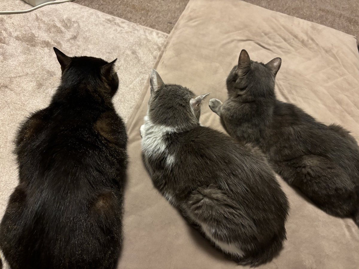 ササキオーモリ tweet media