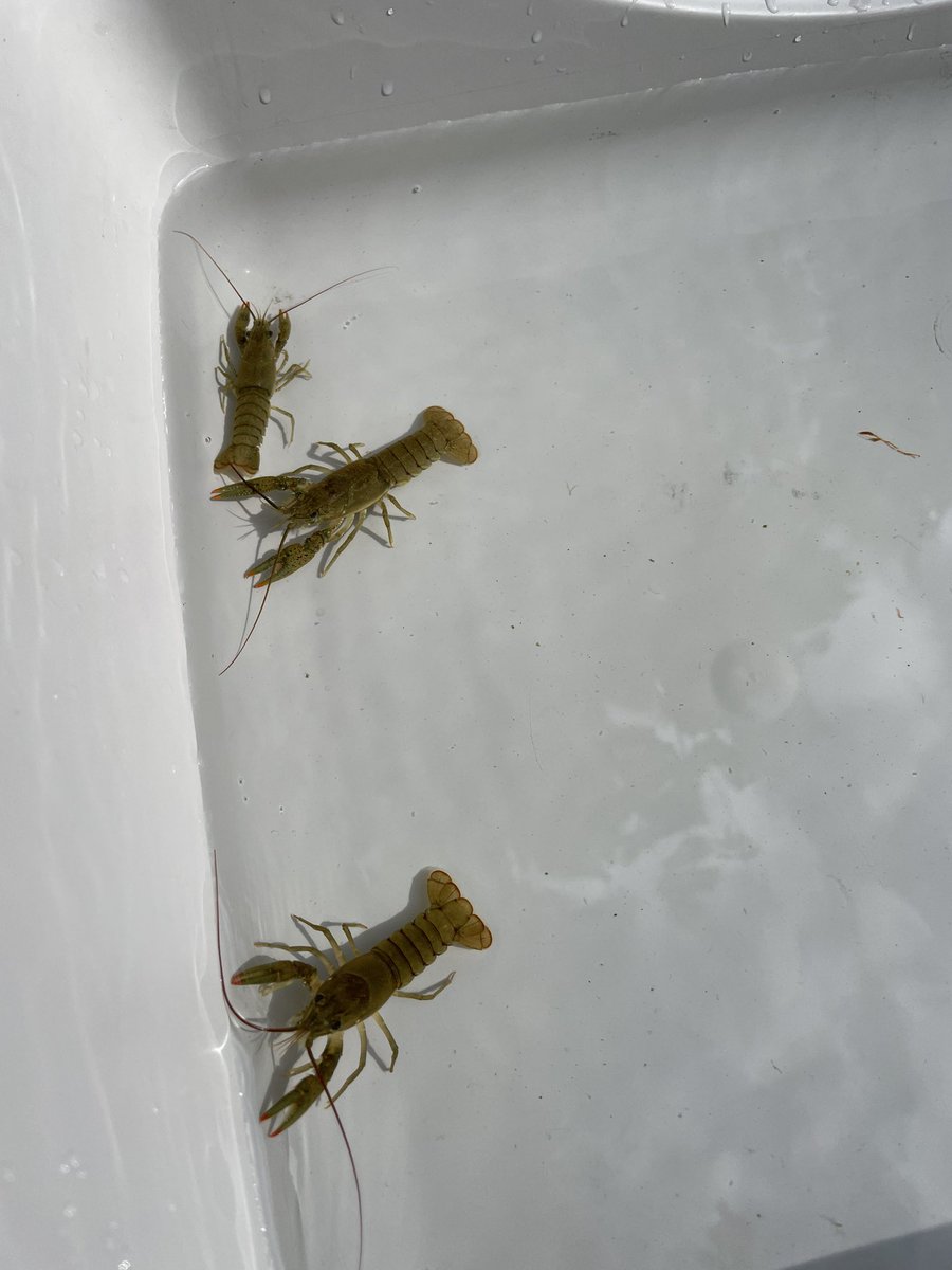 cpsmyers's tweet image. Another great Morning at the River w/ @mo_river_relief even got to see one of our @westvikings One more morning later this week and they were are done until next year. #cpsscience #pbl #ourplace