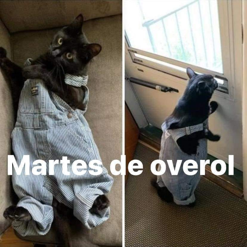 unhelado's tweet photo. hoy es https://t.co/soSjCmuI3U