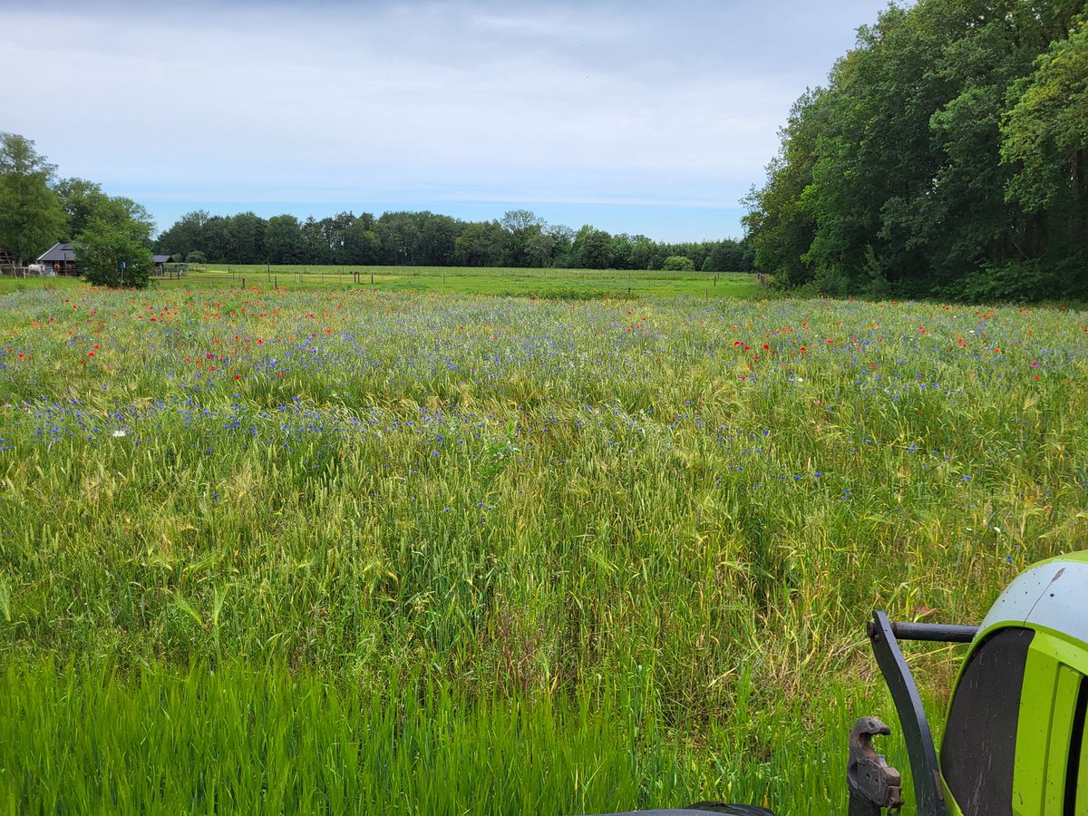 Ons wildakkertje doet het best met dit weer.