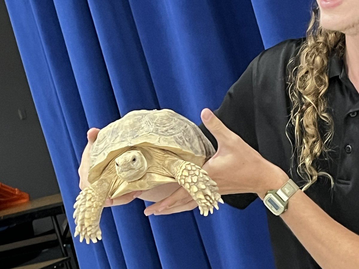 CommunityDv's tweet image. Canyon Springs had fun learning about reptiles and animals from The Wildlife Zoo. They saw a bearded dragon, a black headed python, a tenrec,a tortoise and a wooly possum. @dvusd #wevegotwhatyouwant