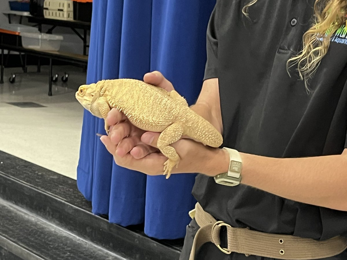 CommunityDv's tweet image. Canyon Springs had fun learning about reptiles and animals from The Wildlife Zoo. They saw a bearded dragon, a black headed python, a tenrec,a tortoise and a wooly possum. @dvusd #wevegotwhatyouwant