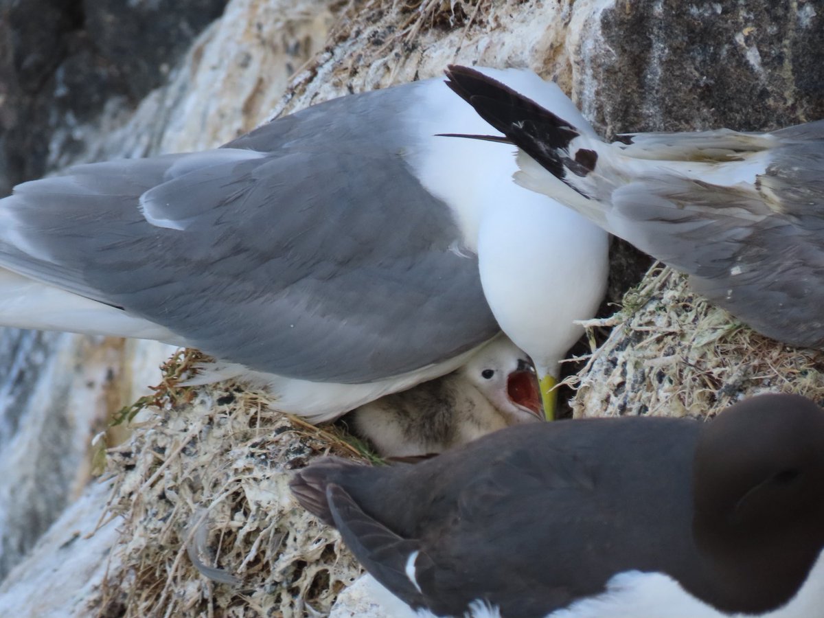 Kittiwake chick feeding ☺️