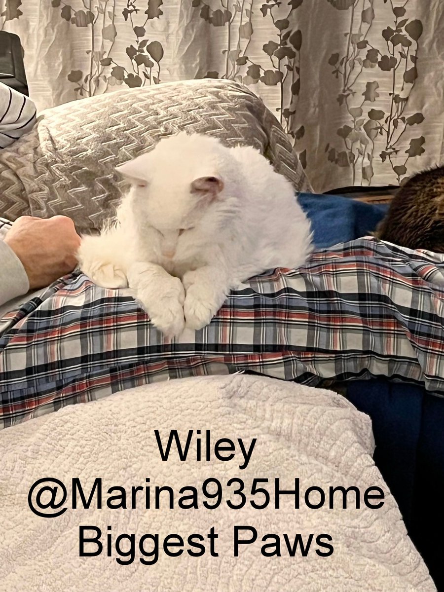 #SuperSeniorCatsClub
Next category - Biggest Paws 
Only three nominations here -
Regi <a href="/madameraerae/">Rachel Corsini</a> 
Charlie <a href="/Charliefluffy18/">Charliefluffypaws</a> 
Wiley <a href="/Marina935home/">Marina Mueller</a> 

Good luck everyone!
