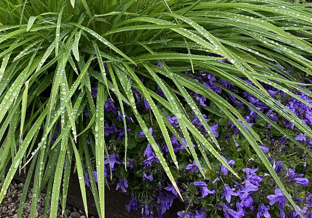 So beautiful you can almost forgive the day’s rain…