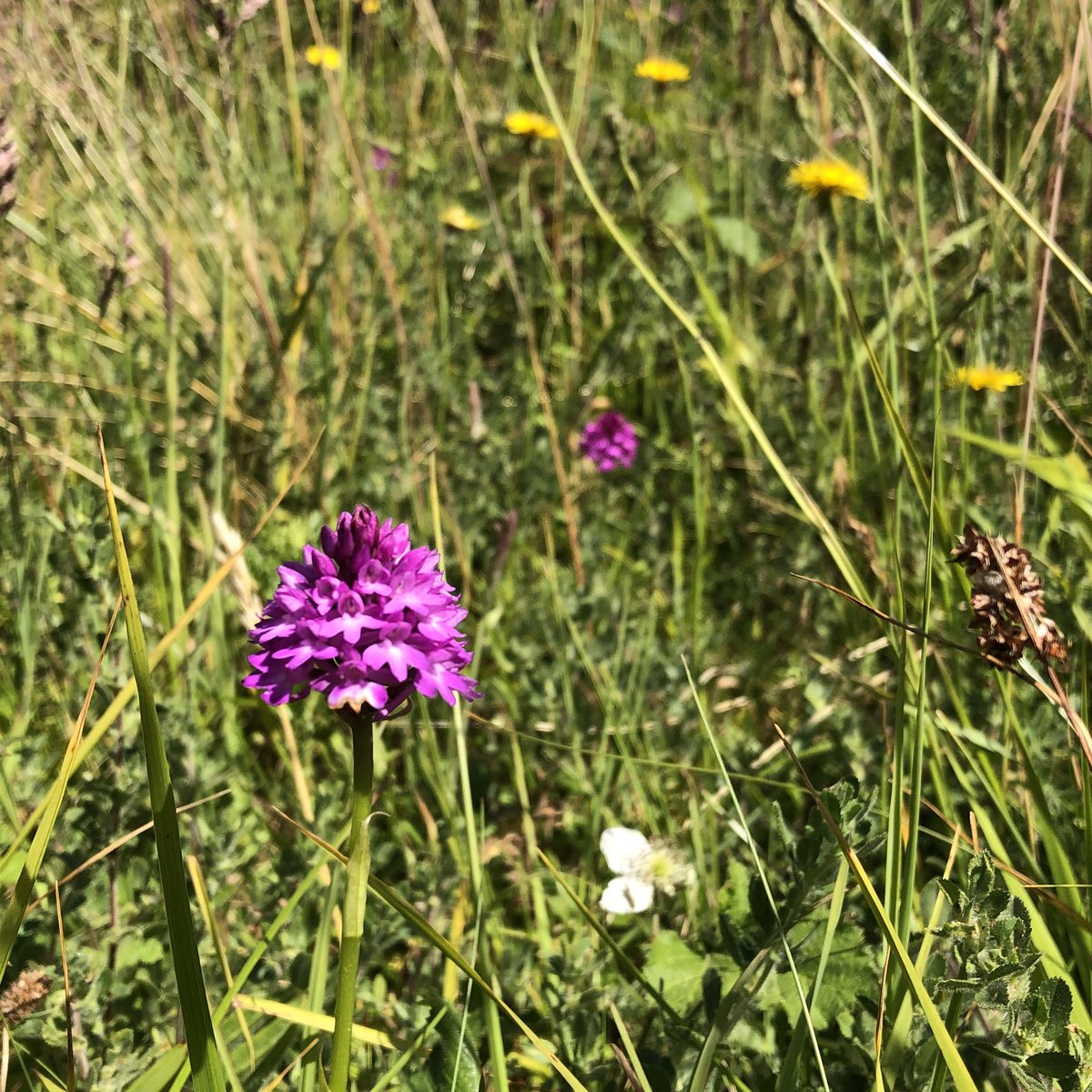 Nettlecombe Court tweet media