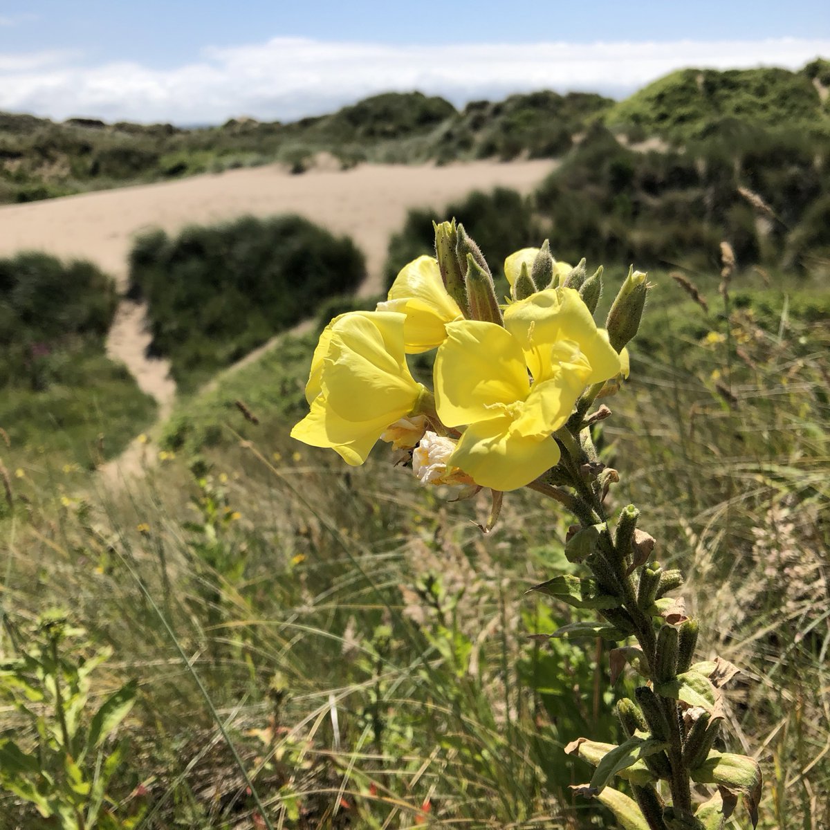 Nettlecombe Court tweet media