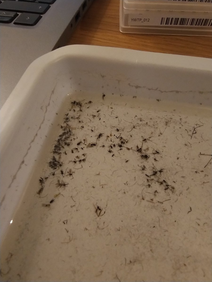 Jim Horsfall (@jim_horsfall) on Twitter photo Lots of tiny Ichneumonid wasps in the Malaise trap today for <a href="/BIOSCAN_UK/">BIOSCAN in the UK</a>
I've not kept count, but many different sizes, so presumably different species. Out of the few hundred insects, dozens of wasps probably.
Is it peak time for wasps like this @BroadGavin Lots of tiny Ichneumonid wasps in the Malaise trap today for <a href="/BIOSCAN_UK/">BIOSCAN in the UK</a>
I've not kept count, but many different sizes, so presumably different species. Out of the few hundred insects, dozens of wasps probably.
Is it peak time for wasps like this @BroadGavin