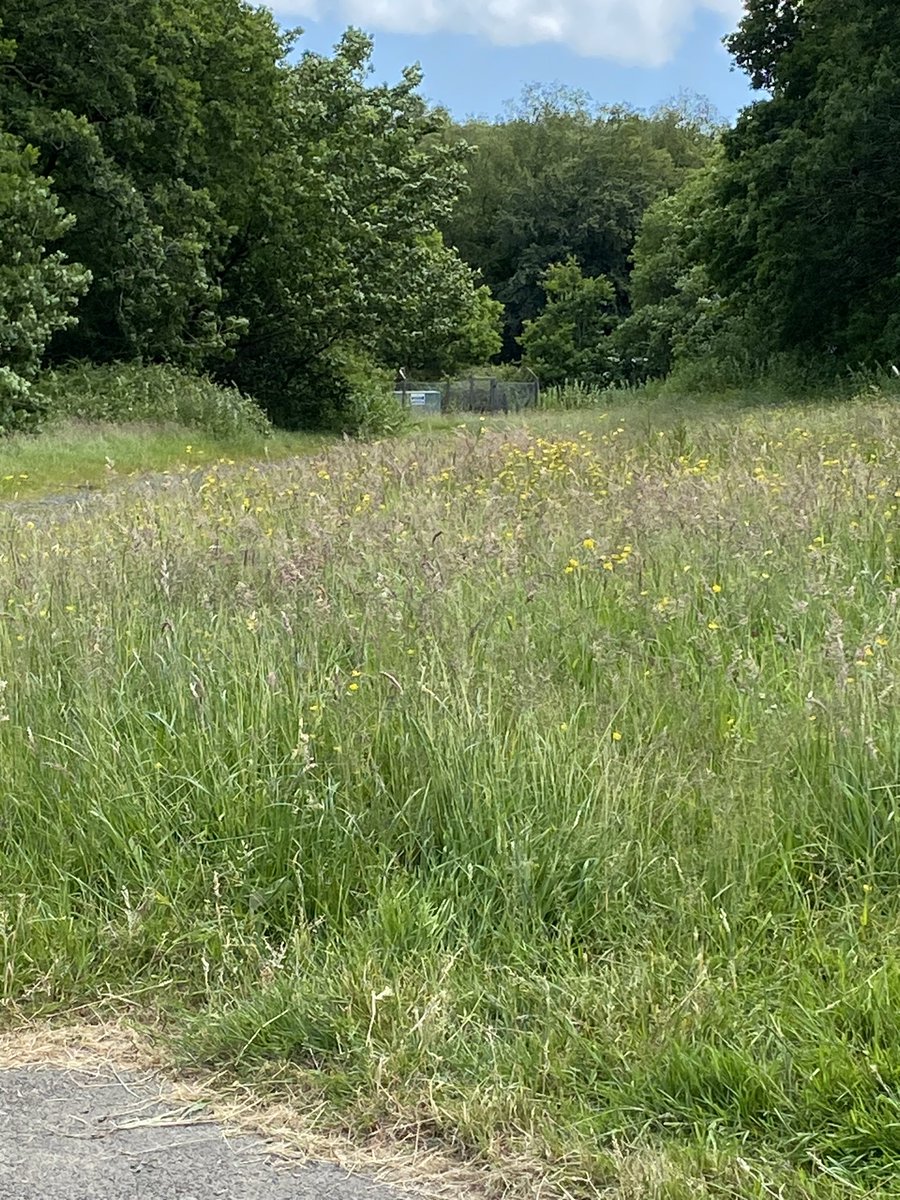 ChristopherEdw7's tweet photo. Any chance @SwanseaCouncil could empty the dog bin and cut the grass. Coleridge Crescent Killay!! More council tax, less action this year 🤦🏼 https://t.co/Op75dDYS4B