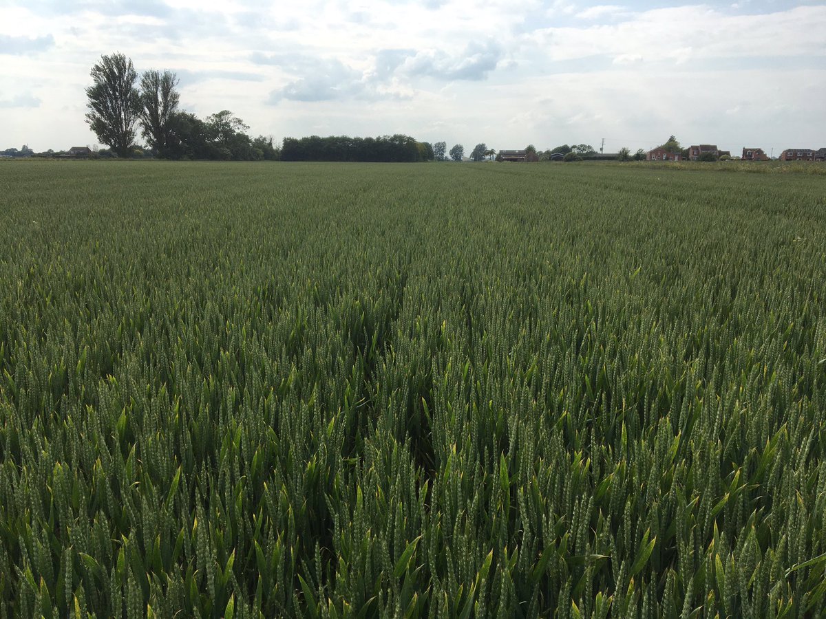 Cropwalker tweet media