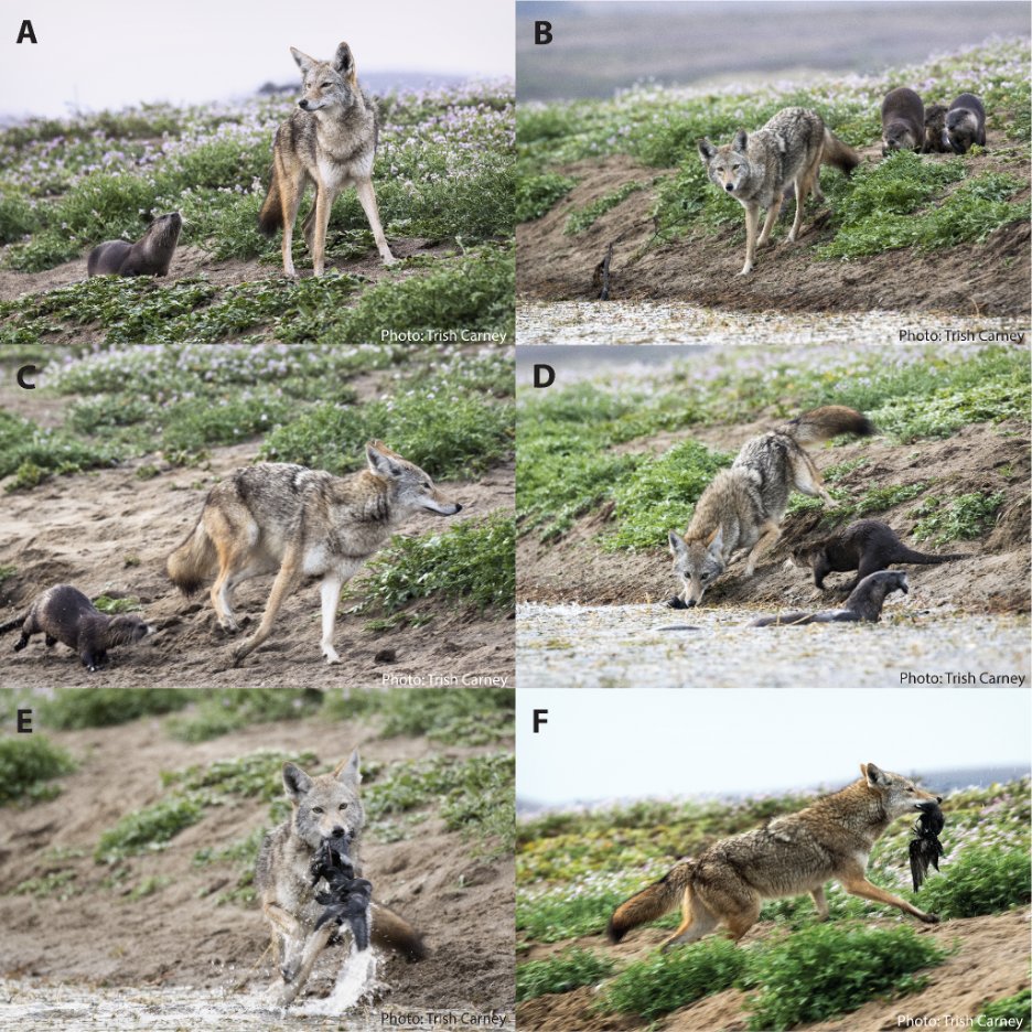 I am psyched to share our compilation of neat observations documenting coyotes stealing prey from river otters in <a href="/PointReyesNPS/">Point Reyes NPS</a>!

Out today in <a href="/Ecol_Evol/">Ecology and Evolution</a>, check it out: doi.org/10.1002/ece3.1…