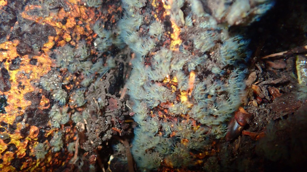 numenini's tweet photo. Very thrilled to find, growing on the subaqua base of a tree in the River Gadder, these amazing creatures which I take to be freshwater bryozoans (Moss Animal) of the genus Plumatella?
#Bryozoa #Chalkstreams #Phylactolaemata #Norfolk #Gooderstone #bryozoan #Mossanimals 6/13 https://t.co/XOFWU8XcbP
