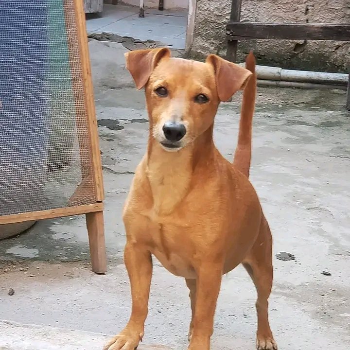 AnimaisRecife's tweet photo. 🔎 PROCURA-SE 
CAIXA D'ÁGUA - OLINDA 
RM RECIFE 

SCOOBY SUMIU 💔
desapareceu faz 11 dias hj

Ele é dócil, idosinho de 9 anos

Sua tutora está desesperada, já procurou pela área mas não o encontrou

Qualquer informação por favor entra em contato (81)985436191 https://t.co/KvLzCF0yZD