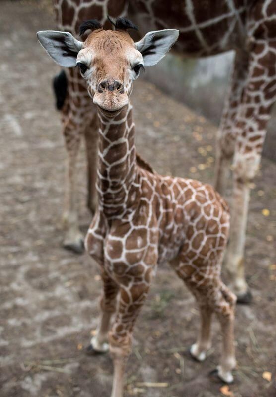 One week old Giraffe.🫶