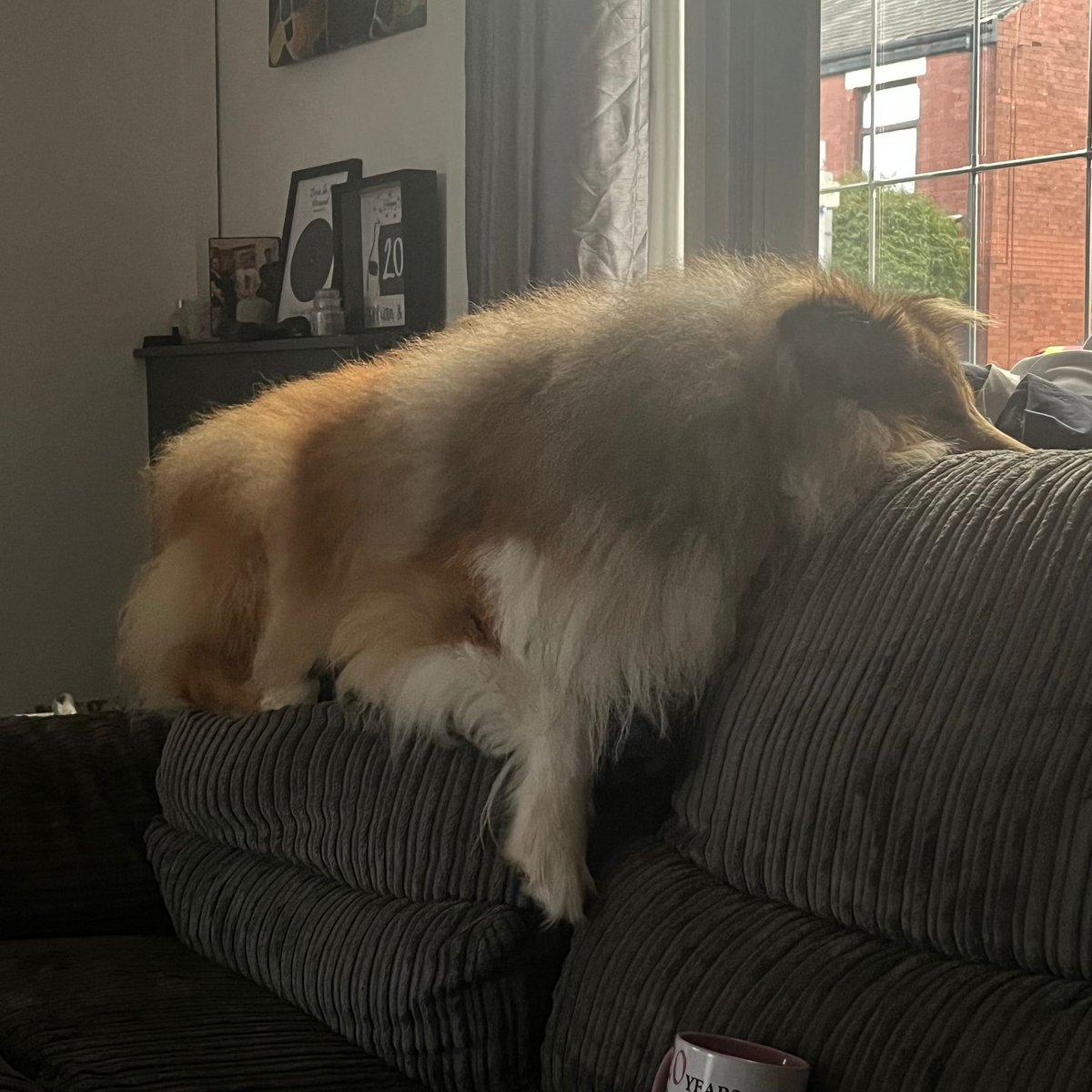 gill_ianh's tweet photo. #roughcollie
Couple months later Zazu completed our family... safe to say the new sofa is no longer its glory it once was ... but moments like this....

Well worth it 

Sleeping Zazu our 🦁 https://t.co/jln0HTpHBF