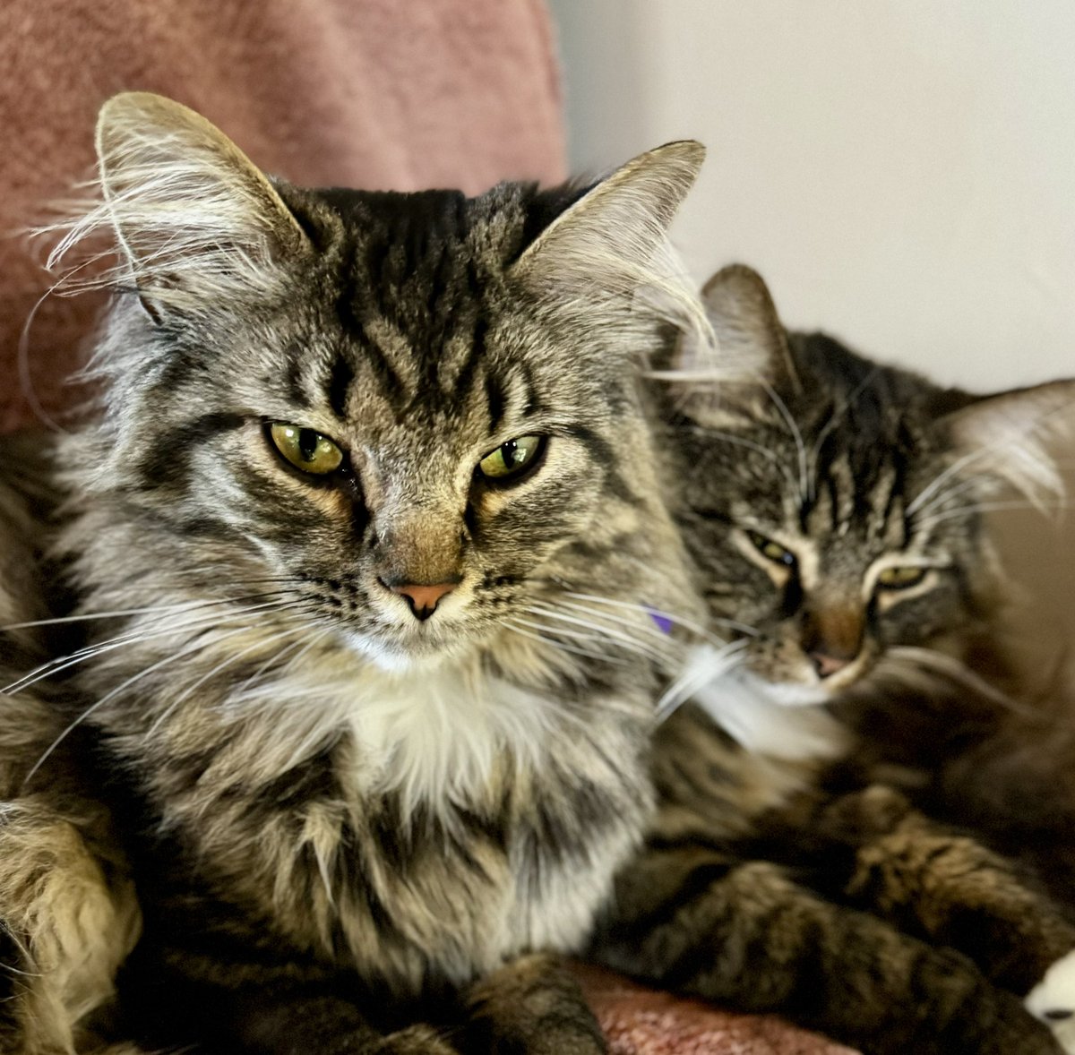 catnipaddicts's tweet image. We might not be the most popular family of cats on the internet, but that’s ok. If we make a few people smile, we’re happy! Happy #InternetCatDay!