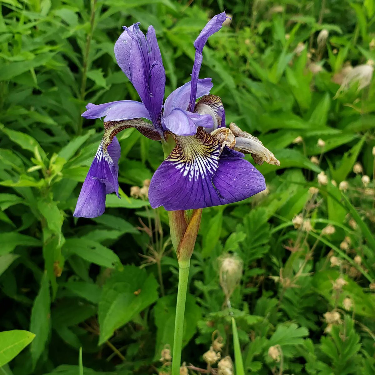 PeaceLoveKimchi's tweet image. Nature break. I got a chance to walk around Mill Pond without it pouring in me. Win-win! 
Don't worry, I had my Go Plus+ on but no shiny. 😥
#minnesotaspring
