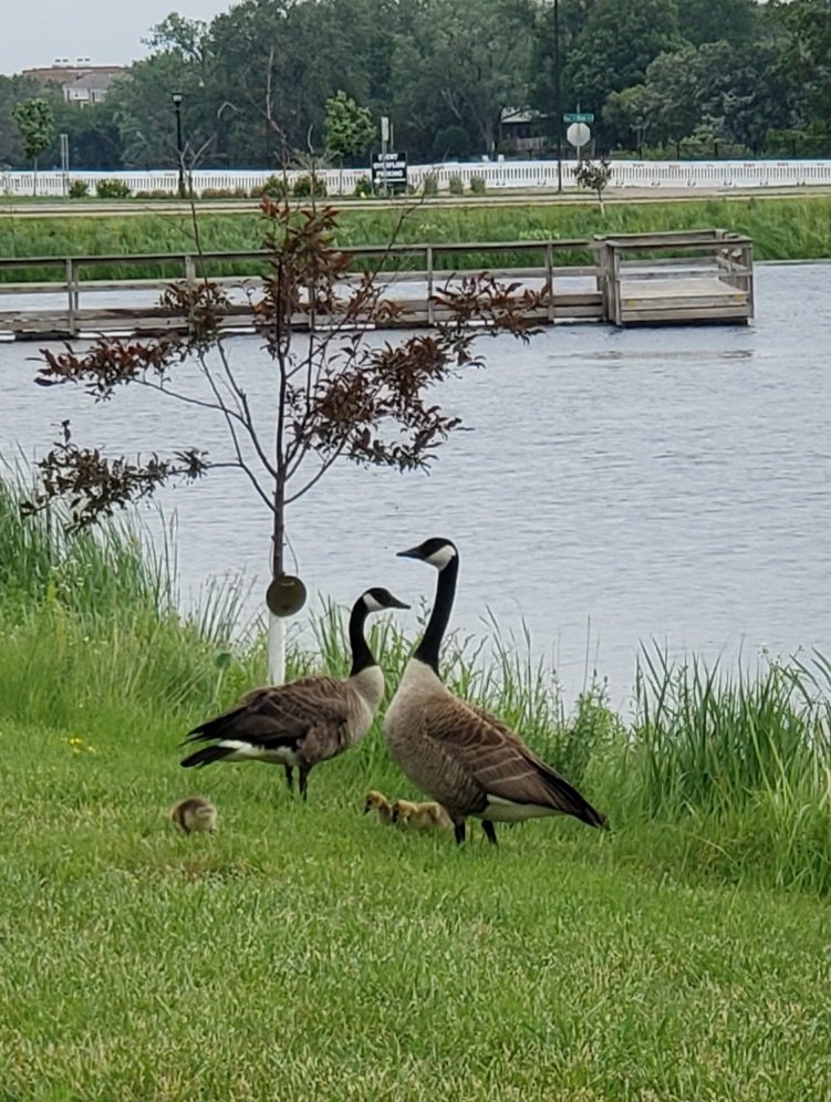 PeaceLoveKimchi's tweet image. Nature break. I got a chance to walk around Mill Pond without it pouring in me. Win-win! 
Don't worry, I had my Go Plus+ on but no shiny. 😥
#minnesotaspring