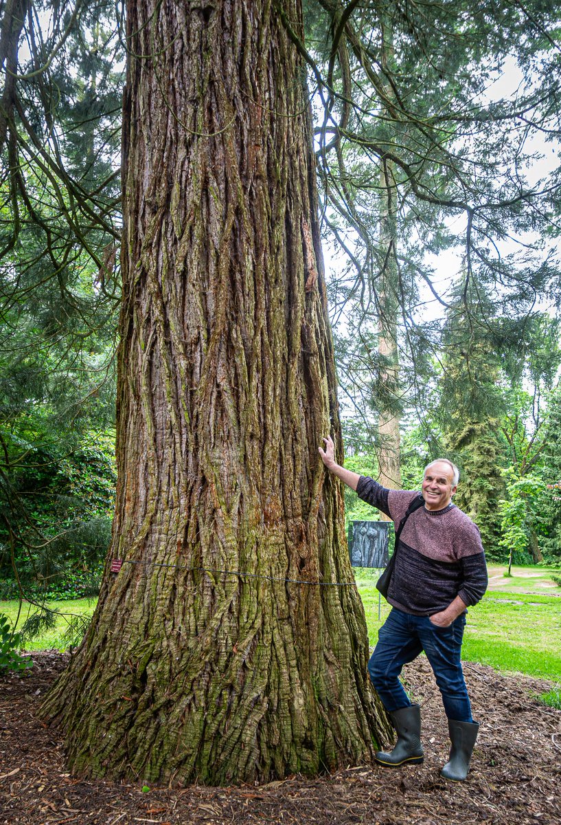E_van_den_Ham's tweet photo. Giant sequoia, Giant redwood, Mammoetboom of Reuzensequoia (#Sequoiadendron giganteum) for #BigTrunkTuesday https://t.co/eP90t8QBAA