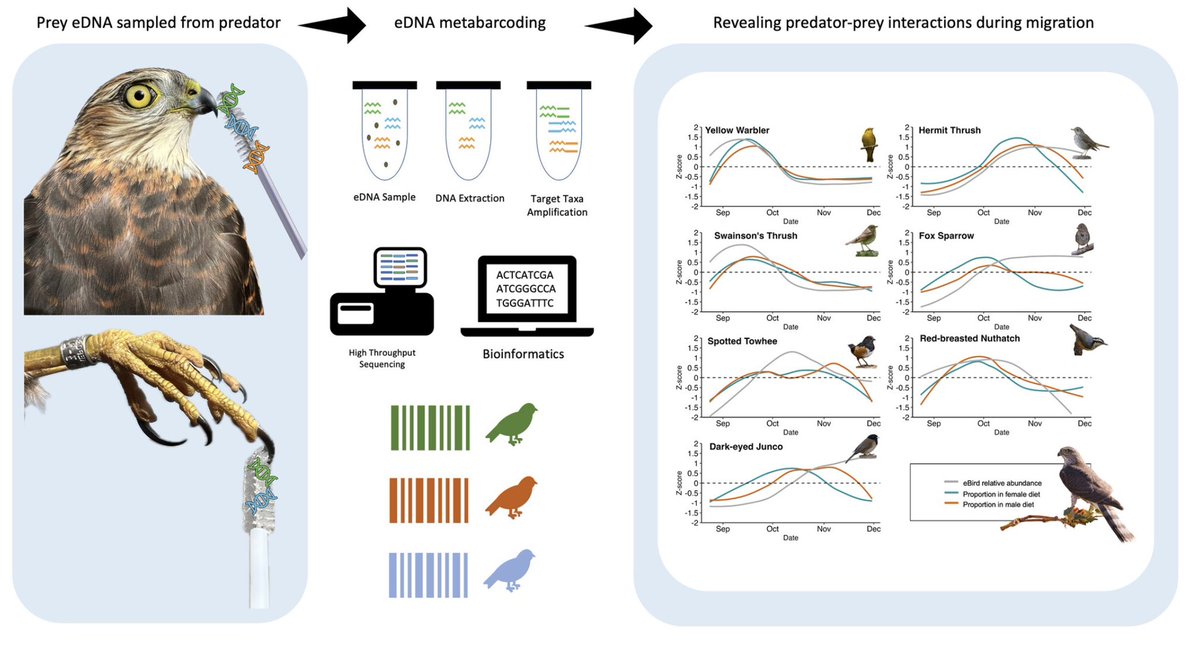 🪶New Paper🧬 
Last chapter from my dissertation out in <a href="/AnimalEcology/">Journal of Animal Ecology</a>! 
We combined DNA metabarcoding and eBird data to investigate predator–prey interactions between a migrating raptor &amp; co-occurring avian prey:
doi.org/10.1111/1365-2…

#RaptorResearch #Accipiter #OpenAccess