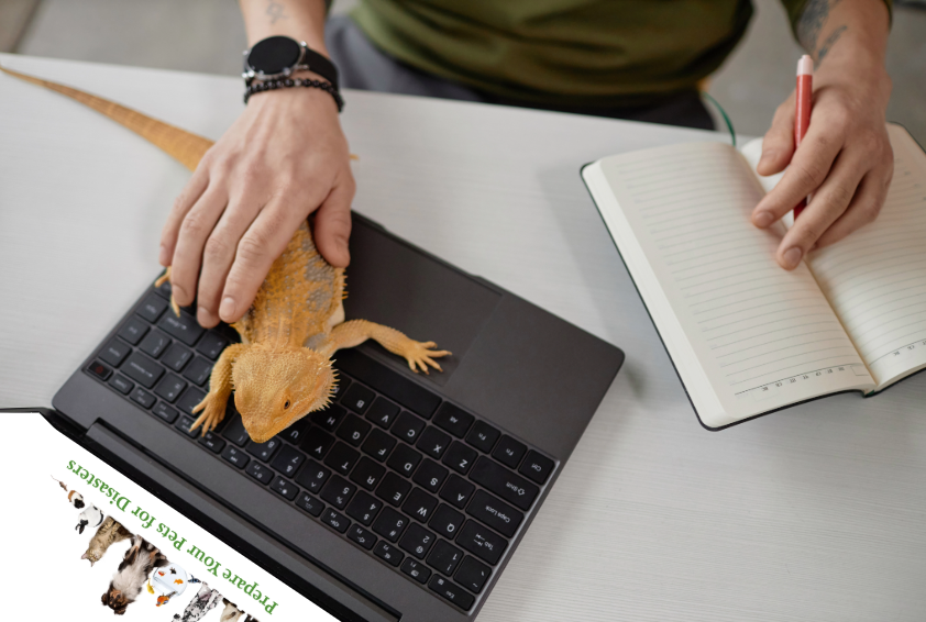 SF_emergency's tweet image. Download, share or print @Readygov’s Pet owner’s planning guide with your community: ready.gov/sites/default/… 
#PetPreparedness