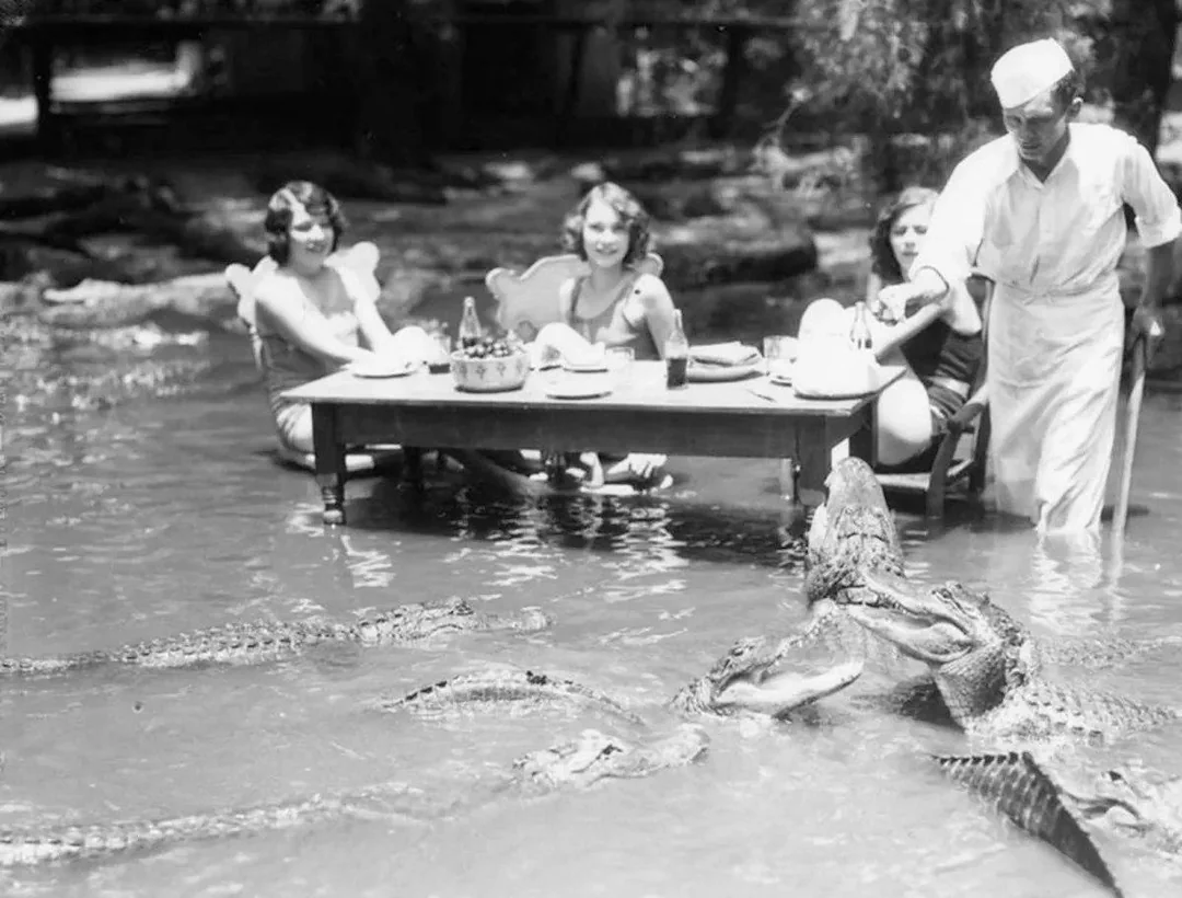 histoire_colo's tweet photo. Des touristes pique-niquent à la "California Alligator Farm" de Los Angeles, tandis qu'un ouvrier donne une friandise à l'un des alligators, vers 1920. https://t.co/nqSZEGPPrZ