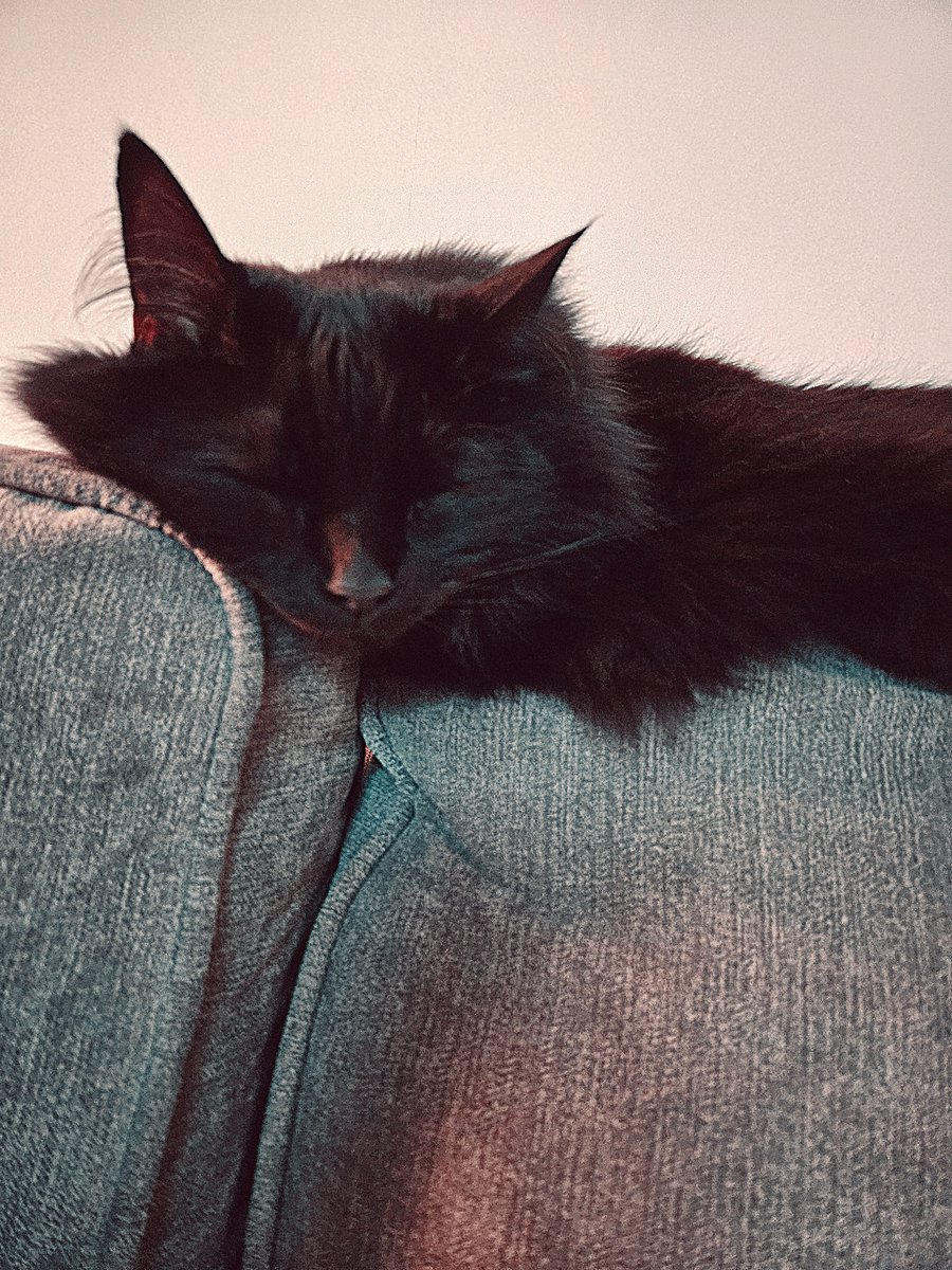 Sleepy Miss Salem 🐈‍⬛️🖤